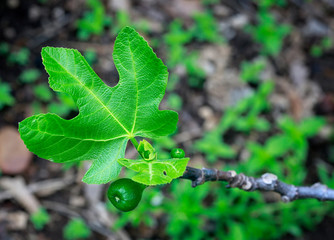 Macro shot of young  little figs and new leaves on a branch of old fig tree.