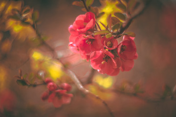 japanese quince vintage rendering with helios lens