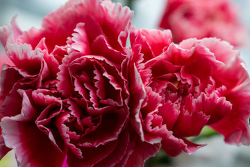 closeup of pink flower