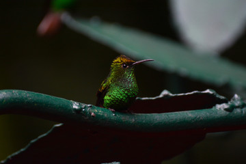 Colibri