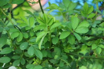 Fototapeta na wymiar grüne Blätter im Garten