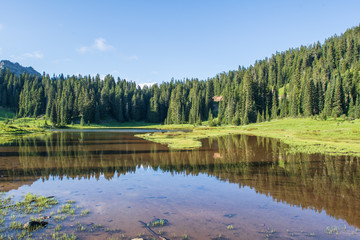 Reflections of the trees at Tipsoo Lake in Mount Rainier National Park in Washington, USA