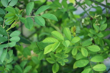 Fototapeta na wymiar grüne Blätter im Garten