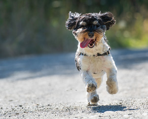 Very excited Havanese puppy running straight at the camera with its mouth open and tongue out at sunset