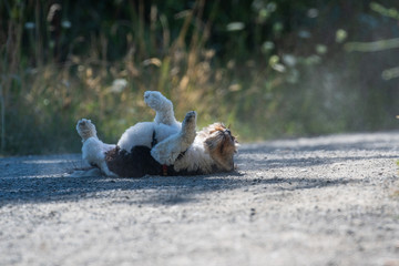 Havanese puppy rolling around in the dirt on a walk