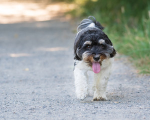Small Havanese dog walking towards the camera with its mouth open and tongue out