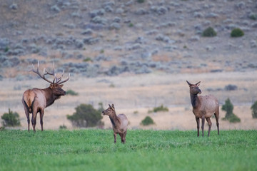 A family of three Elk in a meadow at Yellowstone National Park with the bull, cow, and calf