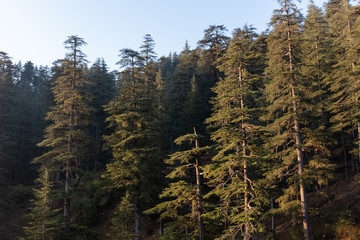 Tall Deodar trees in Hageshwar, Uttarakhand
