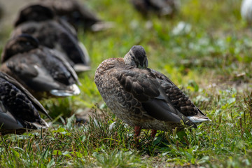 Young wild duck sleeping on lake coast sunny day