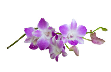 Fototapeta na wymiar Beautiful orchid flower with isolated on white background and natural background. Bouquet of purple, pink and white.