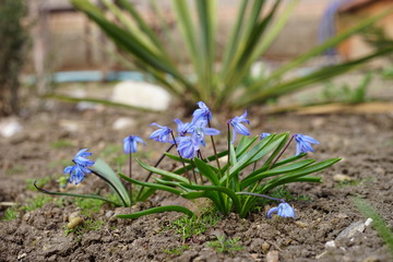 Bluebell flowers bush grow in the spring sunny garden.