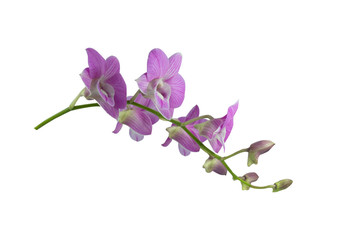 Naklejka na ściany i meble Beautiful orchid flower with isolated on white background and natural background. Bouquet of purple, pink and white.