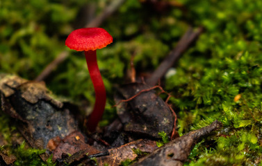 mushroom in the forest