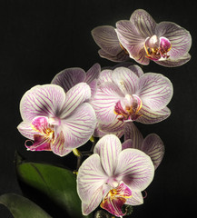 Striped orchid flower in window light