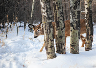 White tail deer doe comes out of forest on  cool winter day