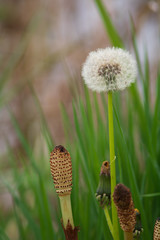 Fluffy white dandelion amongst the green lush foliage of the pacific northwest