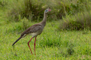 bird in the grass