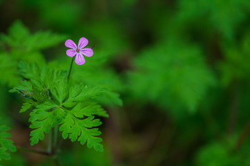 Small purple flower with five petals in a rainy moody environment in the pacific northwest