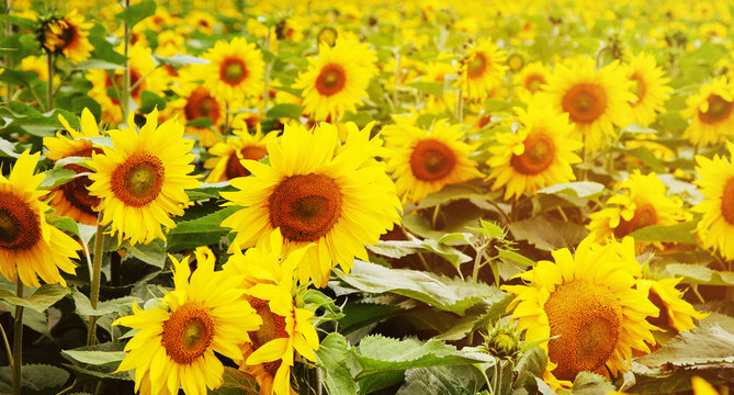 An infinite field with bright yellow blooming sunflowers