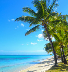 Obraz na płótnie Canvas palms, beach, ocean, sky, tropical