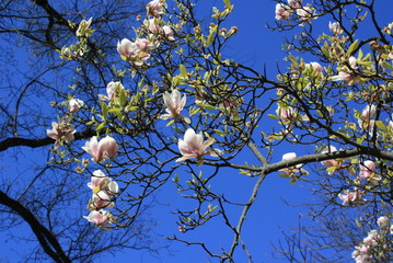 chinese magnolia