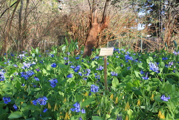 flowers in the garden