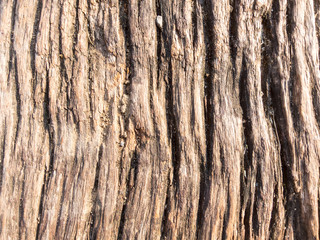 The bark is rough, dark brown.