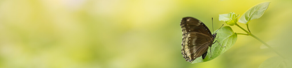 Nature view of beautiful butterfly on green blurred background in garden with copy space using as background insect, natural landscape, ecology, fresh cover page concept.