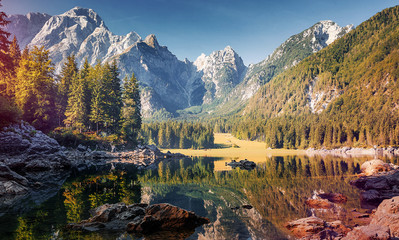Awesome sunny landscape in the forest. Wonderful Autumn scenery. Picturesque view of nature wild...