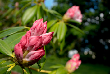 pink carribean flower with a lovely motivating background