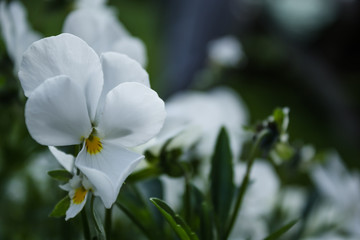 Bright blooming flower named Viola arvensis Murray, in germany you say 'Stiefmütterchen'