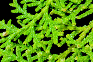 TUI branches close up on the whole frame as a background