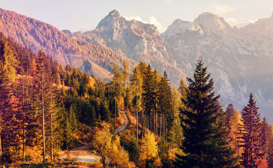 Amazing nature scenery. Spectacular alpine autumn landscape with orange larch forest and high snowy mountains, near Kranjska Gora, Julian Alps, Slovenia, Europe