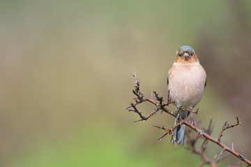 Larrabetzu, Bizkaia/Spain; Mar. 09, 2020. Rainny day in the field. Common chaffinch (Fringilla...