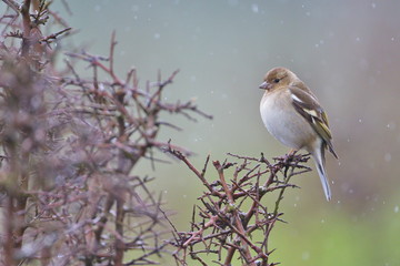 Larrabetzu, Bizkaia/Spain; Mar. 09, 2020. Rainny day in the field. Common chaffinch (Fringilla...