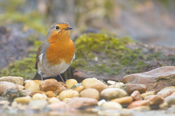 Larrabetzu, Bizkaia/Spain; Mar. 09, 2020. Rainny day in the field.A European Robin (Erithacus rubecola) near the river in winter.