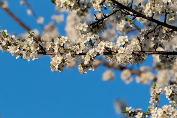 Bokeh of spring seasonal flower in jageshwar