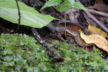 Millepiedi in natura