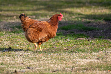 Hen in a farmyard (Gallus gallus domesticus)