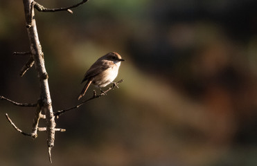 Brown bushchat male bird perching on cherry blossom tree