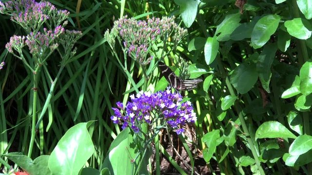 4K HD video zooming in on one  Heliconius charithonia, the zebra longwing or zebra heliconian butterfly drinking nectar from small purple flowers
