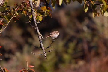 Brown bushchat male bird perching on cherry blossom tree