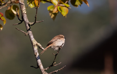 Brown bushchat male bird perching on cherry blossom tree