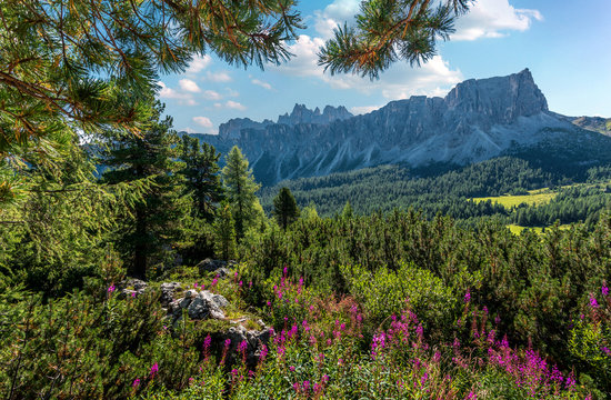 Beautiful summer landscape in Dolomites Alps. Beautiful countryside landscape with mountains, trees and flowers near Ra Gusela mount. Passo Giau - Dolomites, Italy, Europe. picture of wild area