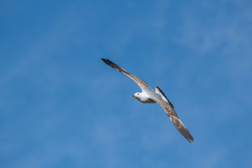 Yellow-legged gull (larus michahellis) in flight on blue sky