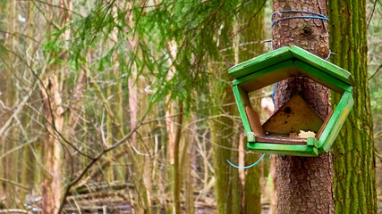 homemade bird feed in moscow
