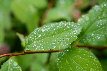 various drops on green leafs after rain