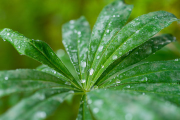 various drops on green leafs after rain