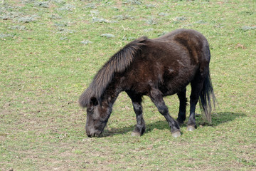 Fototapeta premium Black Shetland Pony