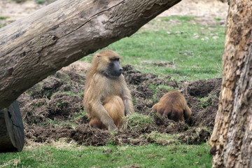 Guinea Baboon (Papio hamadryas papio)